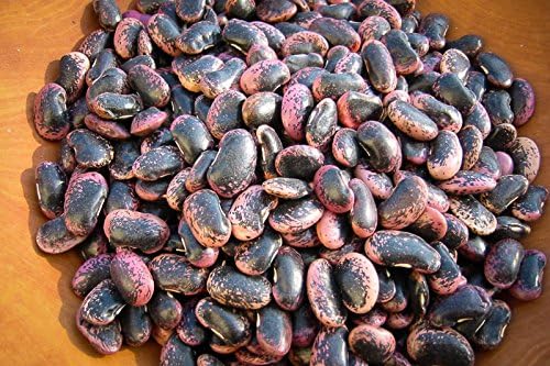 Scarlet Runner Bean Seeds - 1/2# (Approx. 200) - Non-Gmo - Licensed Pennsylvania Seed Dealer