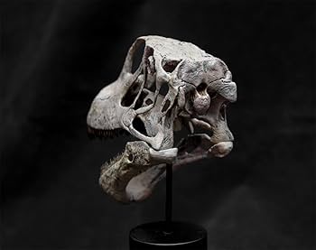 Amazon.co.jp: マメンチサウルス 頭骨 頭蓋骨 骨格 大きい 竜脚類 肉食