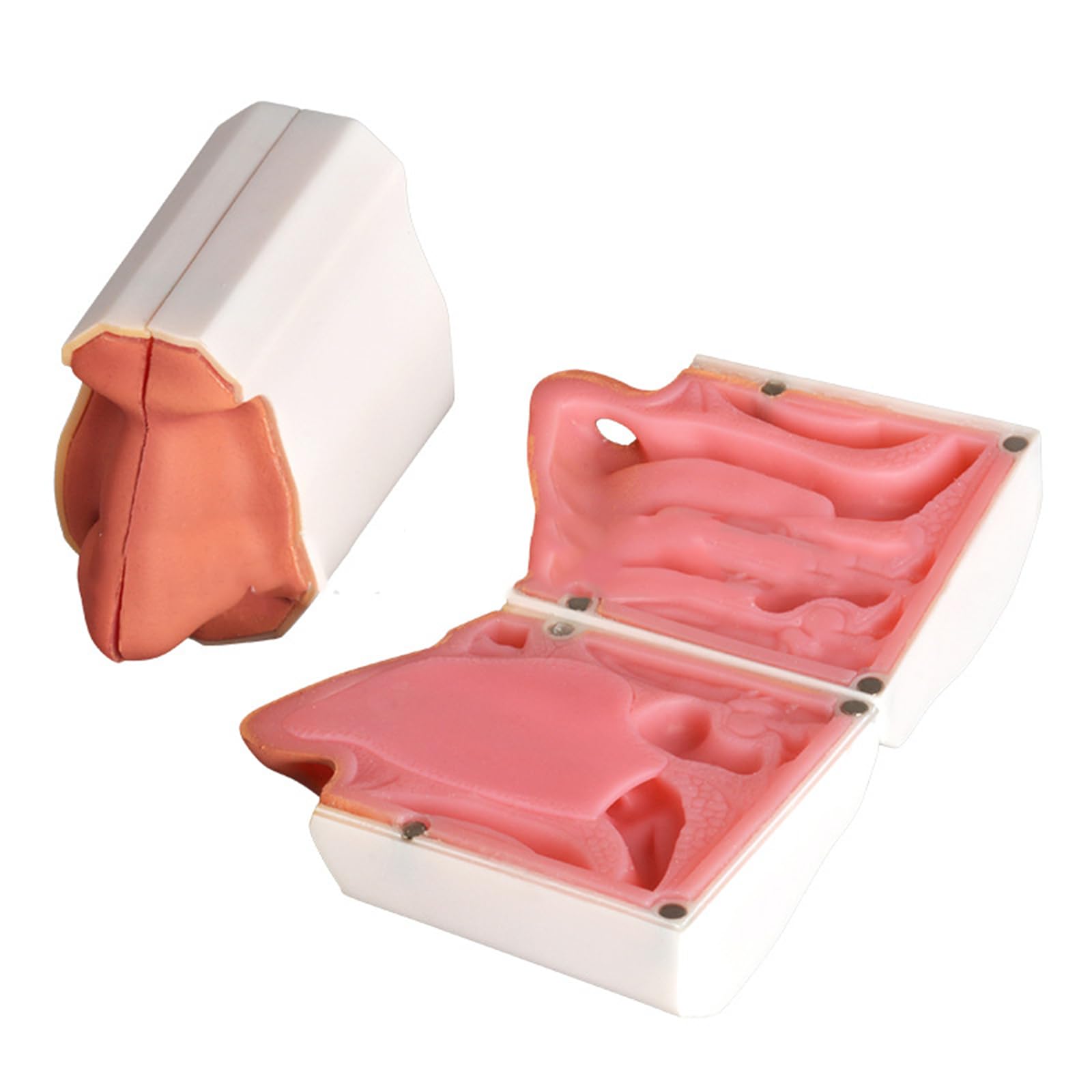 Modelo de estructura de cavidad nasal para la demostración de enseñanza dental