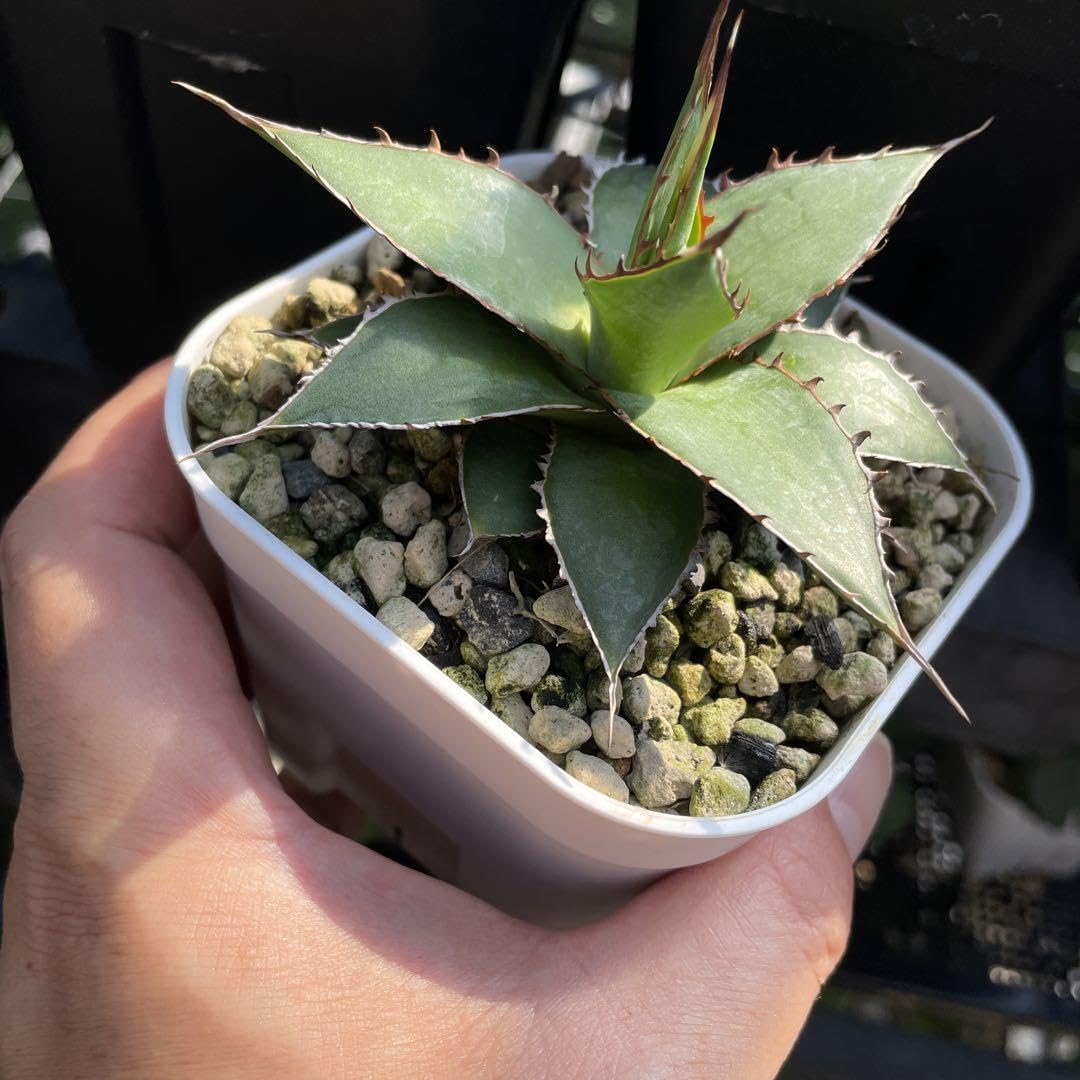 アガベ　インプレッサ　ドワーフクローン　コンパクタ アガベ インプレッサドワーフ クローンコンパクタ