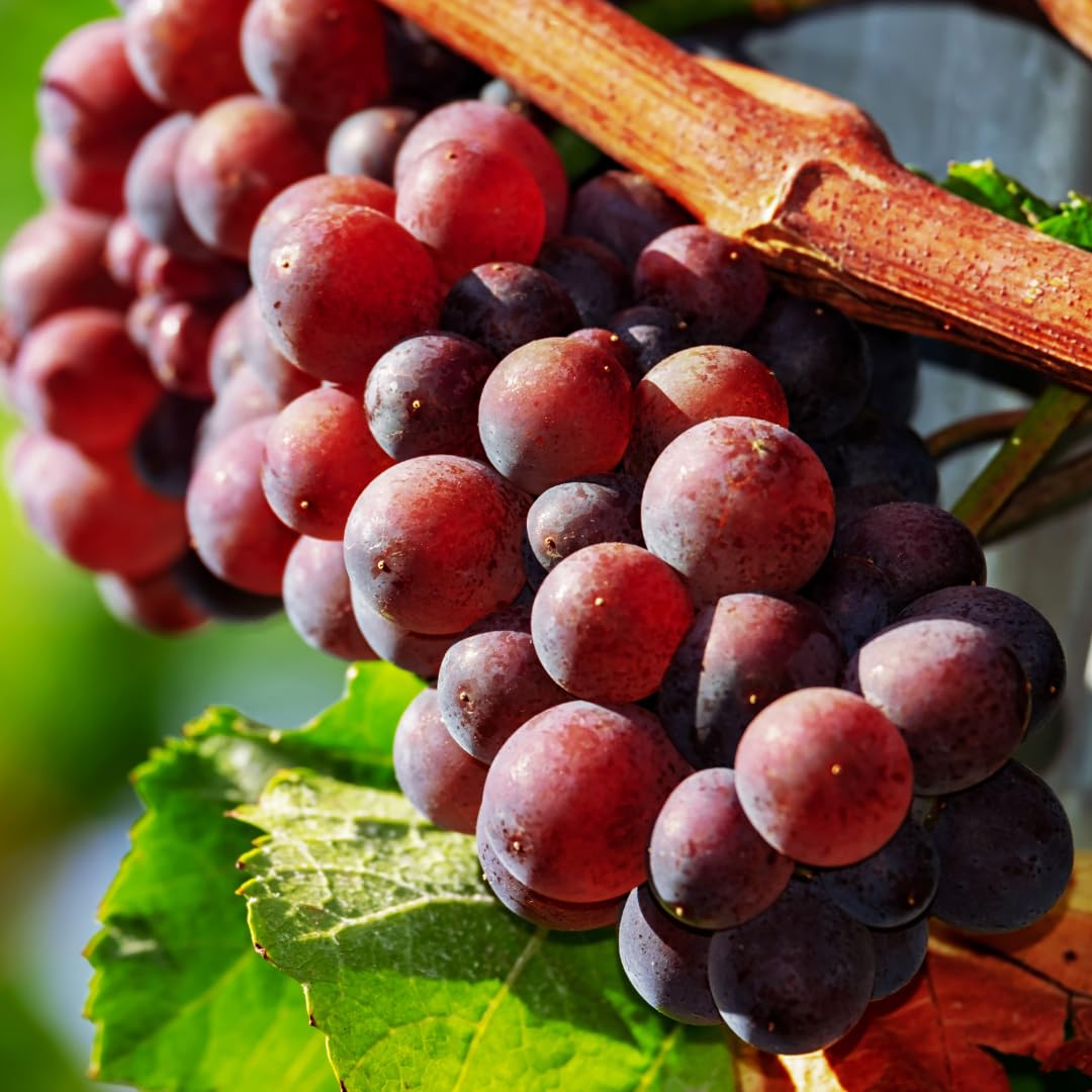 Amazon.com : Red Seedless Grape Vines Trees Live Plants, Well