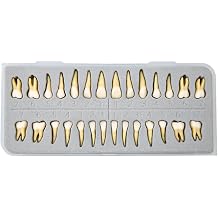 Dental Implant Model 28Pcs Full Mouth Permanent Teeth Set 11 Scale Two-Color Resin Teeth for Student Study M7021