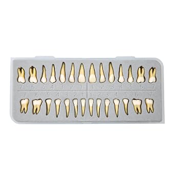 Dental Implant Model 28Pcs Full Mouth Permanent Teeth Set 11 Scale Two-Color Resin Teeth for Student Study M7021