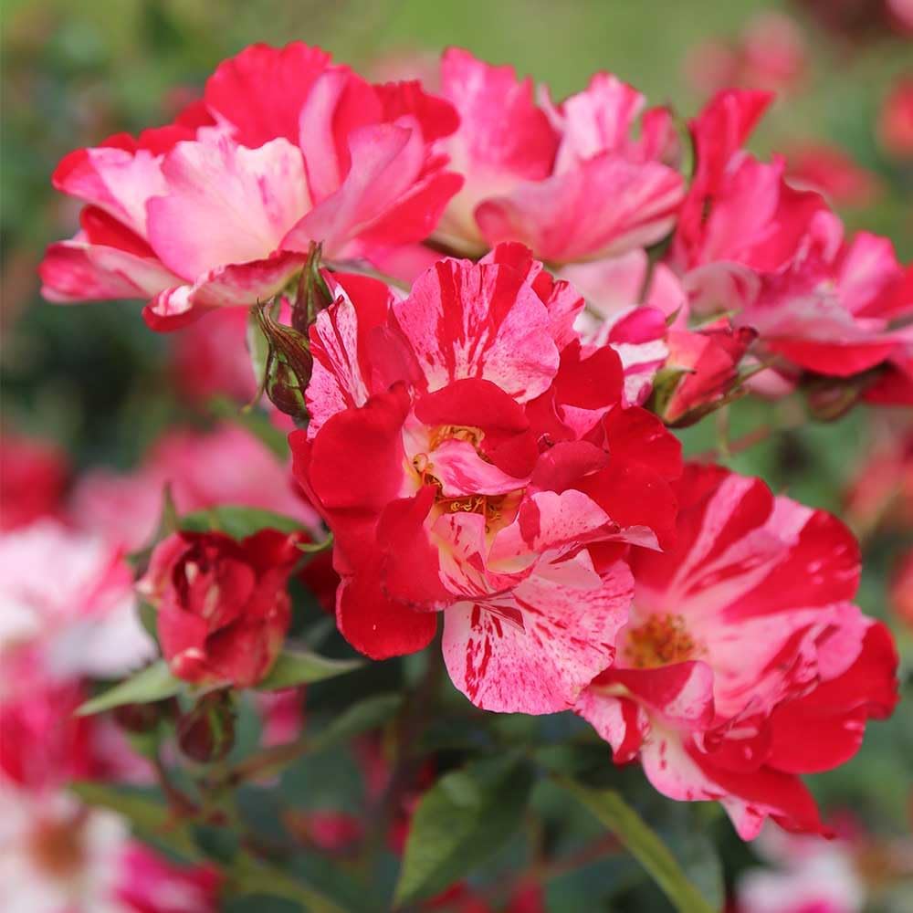Heirloom Climbing Roses, Live Own Root Plant for Outdoor Garden, Fourth of July™, Moderately Fragrant, Hardiness Zones 5-10, Continual Blooming