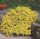 50+ Alyssum GOLD DUST - CESTA DE SEMILLAS flor de oro/DEER RESISTENTE/RE-siembra