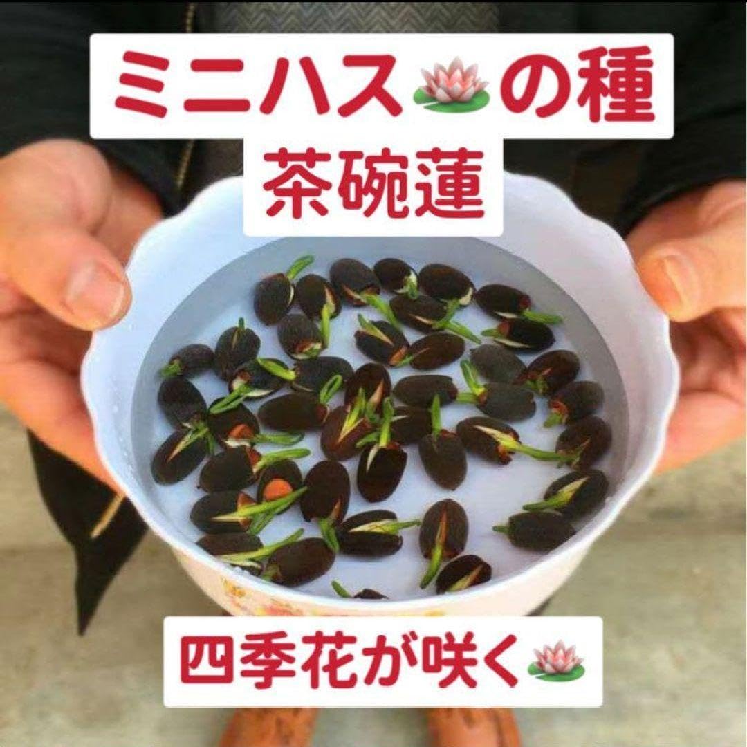 ミニハスの種　茶碗蓮　蓮子の種　ハスの種　混色　屋内外植付け可能　40粒入り　超お得な値段設定 ミニハスの種 茶碗蓮 ハスの種 屋内外植付け可能 蓮の種 10