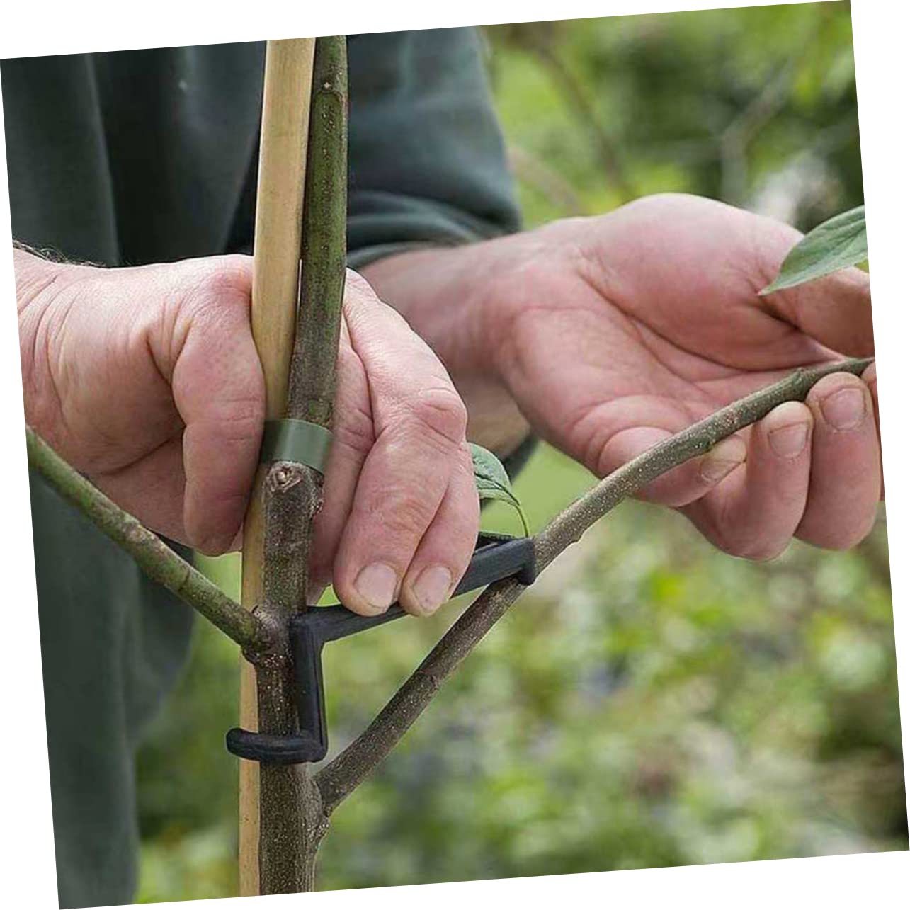 Supvox 5 Sätze Wiederverwendbare Pflanzenbiegeklammern Zweigverteiler Pflanzentrainingsklammern Für Das Gartenzweigbiegewerkzeug 10 Stück * 5