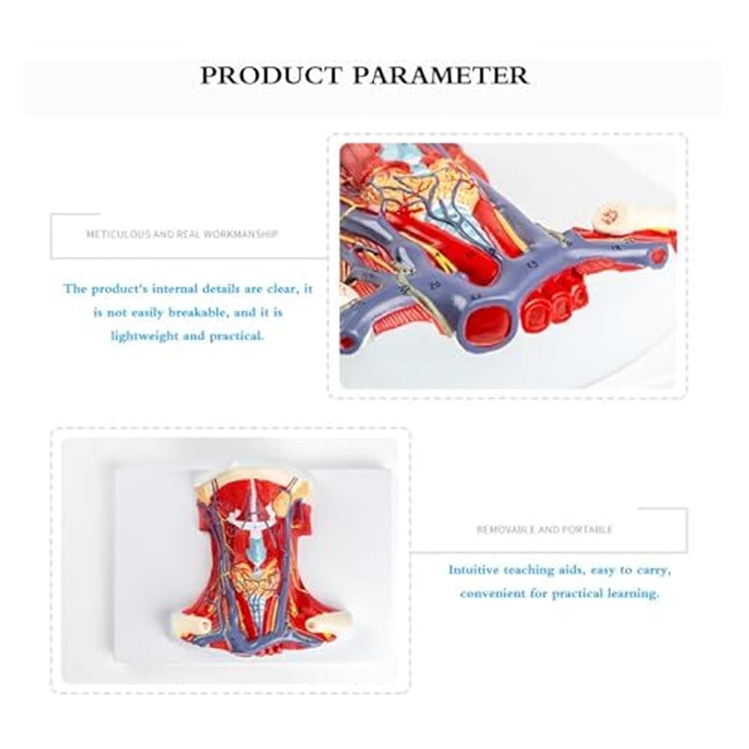 Life-Size Anatomy Model of The Anterior Neck Muscle Regional for Medical Science