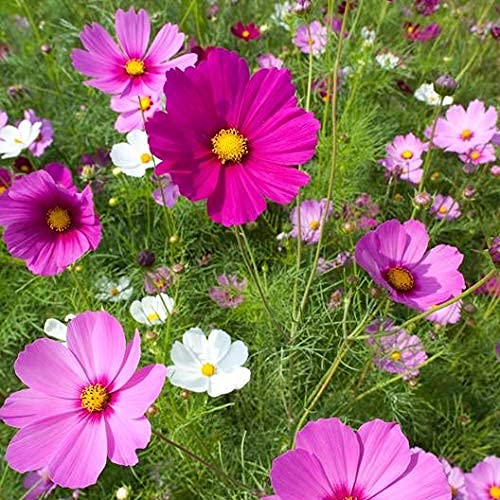 Cosmos Live Plants With Pot for Home Gardening Pack of 50 Seeds By Zabbus-image-29