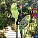 Dsaren Juguetes para Pájaros Colorful Columpio para Loros Accesorios Jaula Pajaros Bite...