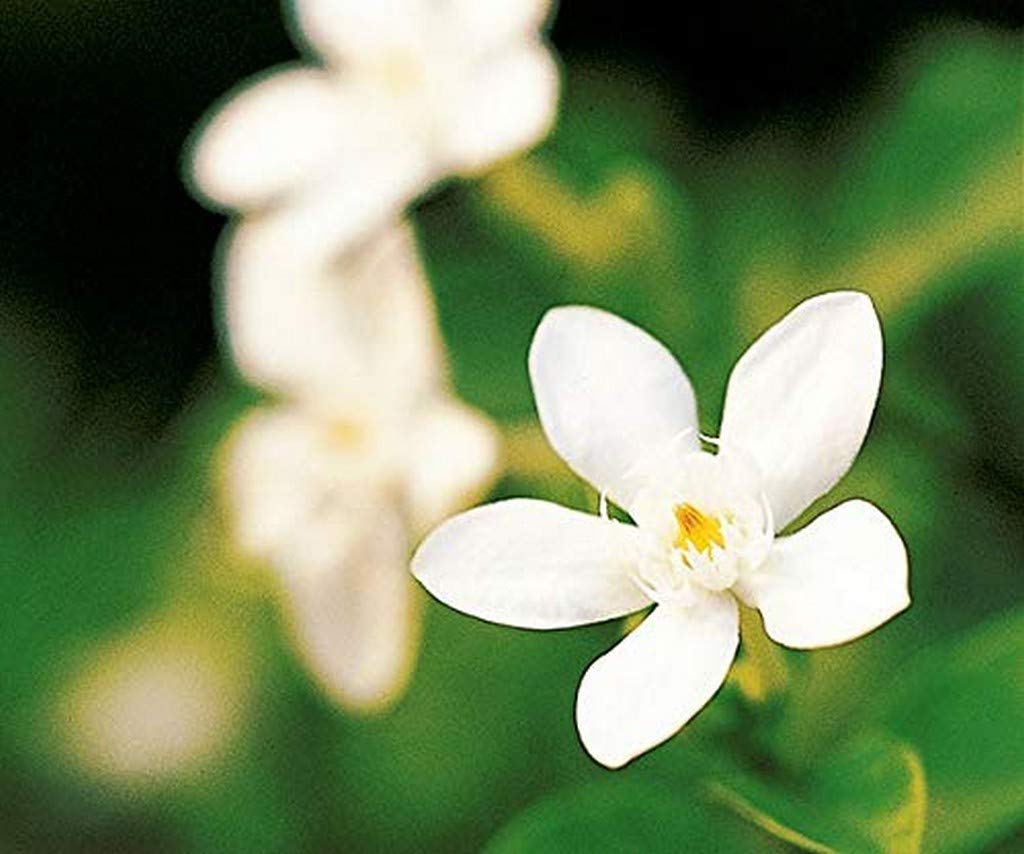 OhhSome Flowering Plant Arctic Snow Jasmine Connessi Bark All Season Plant for Garden Plant(1 Healthy Live Plant) (B09N8X42GM) Amazon Price History, Amazon Price Tracker