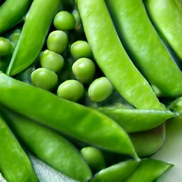 Pea Meteor Overwintering or Spring Peas Vegetable Seeds - 100 Organic Seeds