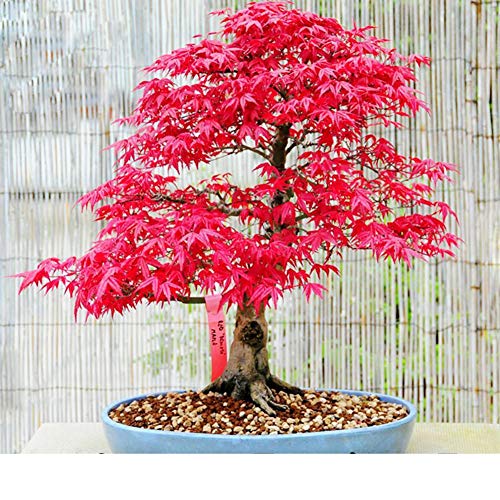 Shiningbaby Janpanese Maple Tree Seeds Red Green Bonsai Potted Home Plant 50PCS