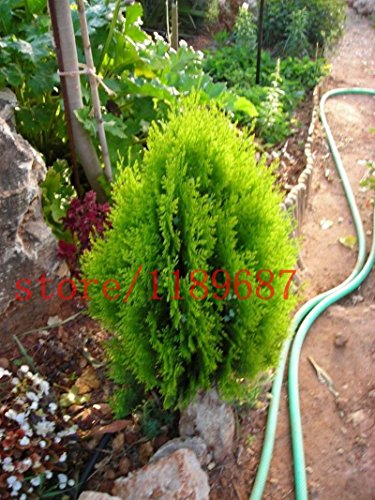 SwansGreen 1Bag=50 Pcs Bonsai Cypress Seeds Mini Bonsai Cypress Trees Platycladus Orientalis Oriental Arborvitae Seeds