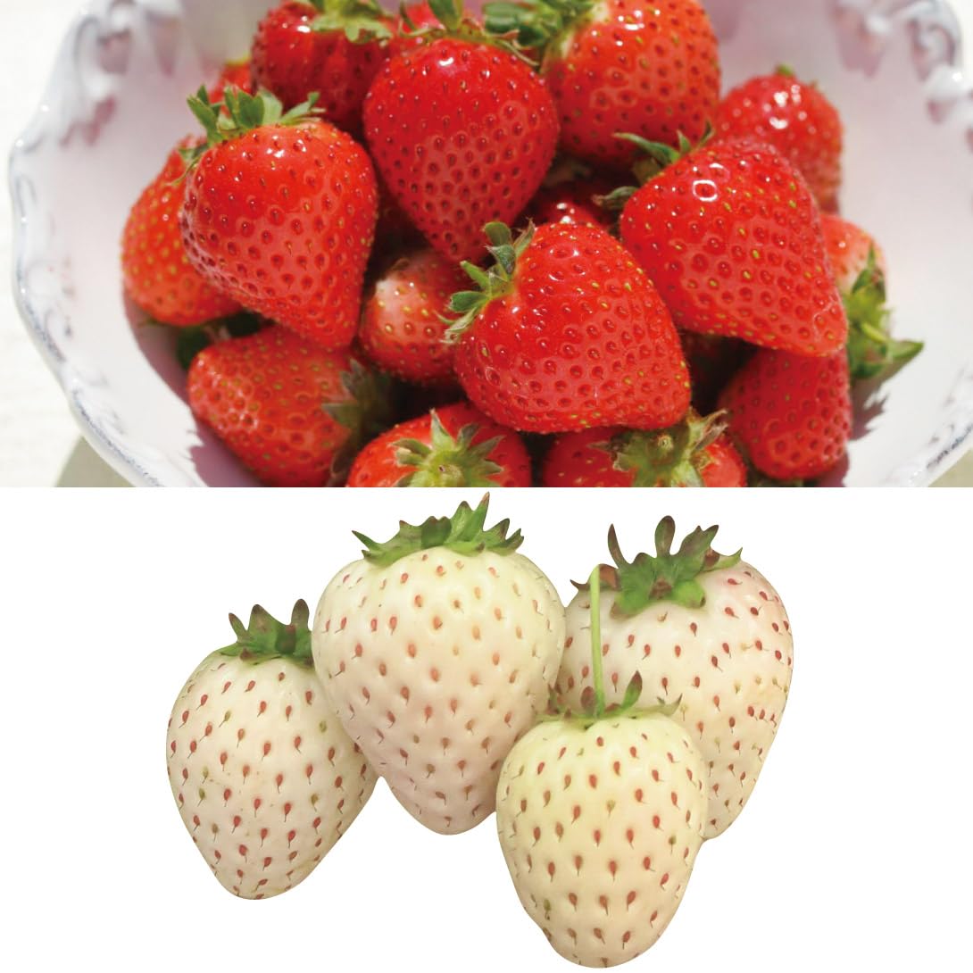 Amazon.co.jp: イチゴ苗 極甘イチゴセット 2種6株 / 国華園 25年秋商品