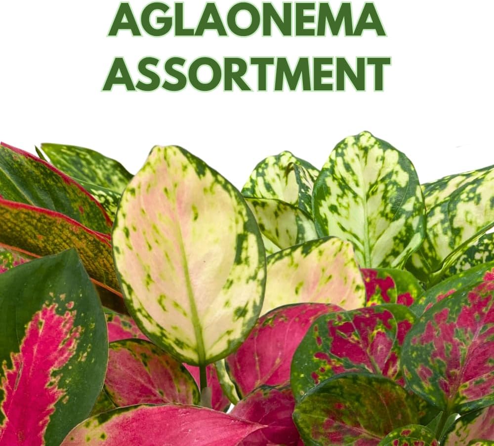 BubbleBlooms Aglaonema Assortment 4 inch Pots Set of 3 Chinese Evergreen