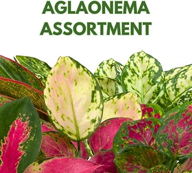 BubbleBlooms Aglaonema Assortment 4 inch Pots Set of 3 Chinese Evergreen