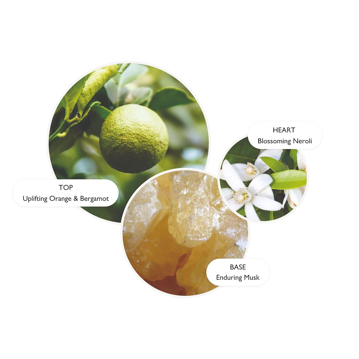 Molton Brown Orange & Bergamot Fine Liquid Hand Wash : Beauty & Personal Care