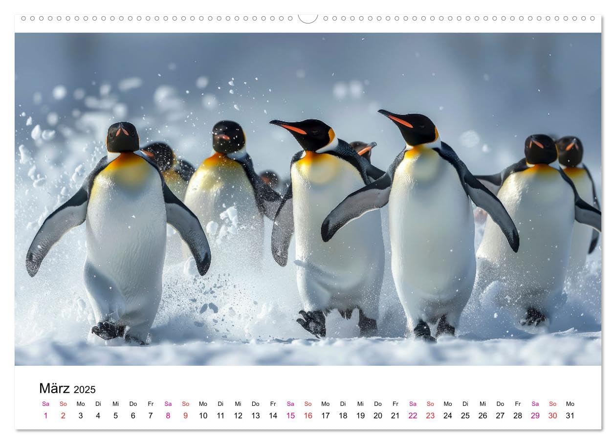 Maritim pur - Pinguine (hochwertiger Premium Wandkalender 2025 DIN A2 quer), Kunstdruck in Hochglanz: Im Wasser elegant und geschickt –an Land ungelenk (CALVENDO Tiere)