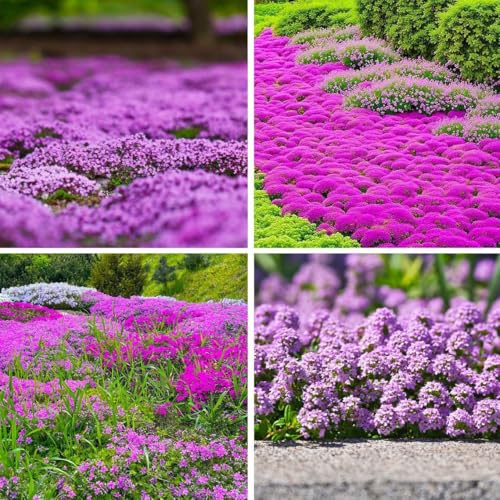 Mix Creeping Thyme Seeds for Planting, Ground Cover Plants - 1500 Pcs