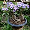 YOUPANGPANG Gratis Verzending 2 stks Regenboog Woestijn Rose Planten Bonsai Adenium Obesum Planting Bonsais voor Thuis…