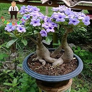 YOUPANGPANG Gratis Verzending 2 stks Regenboog Woestijn Rose Planten Bonsai Adenium Obesum Planting Bonsais voor Thuis…