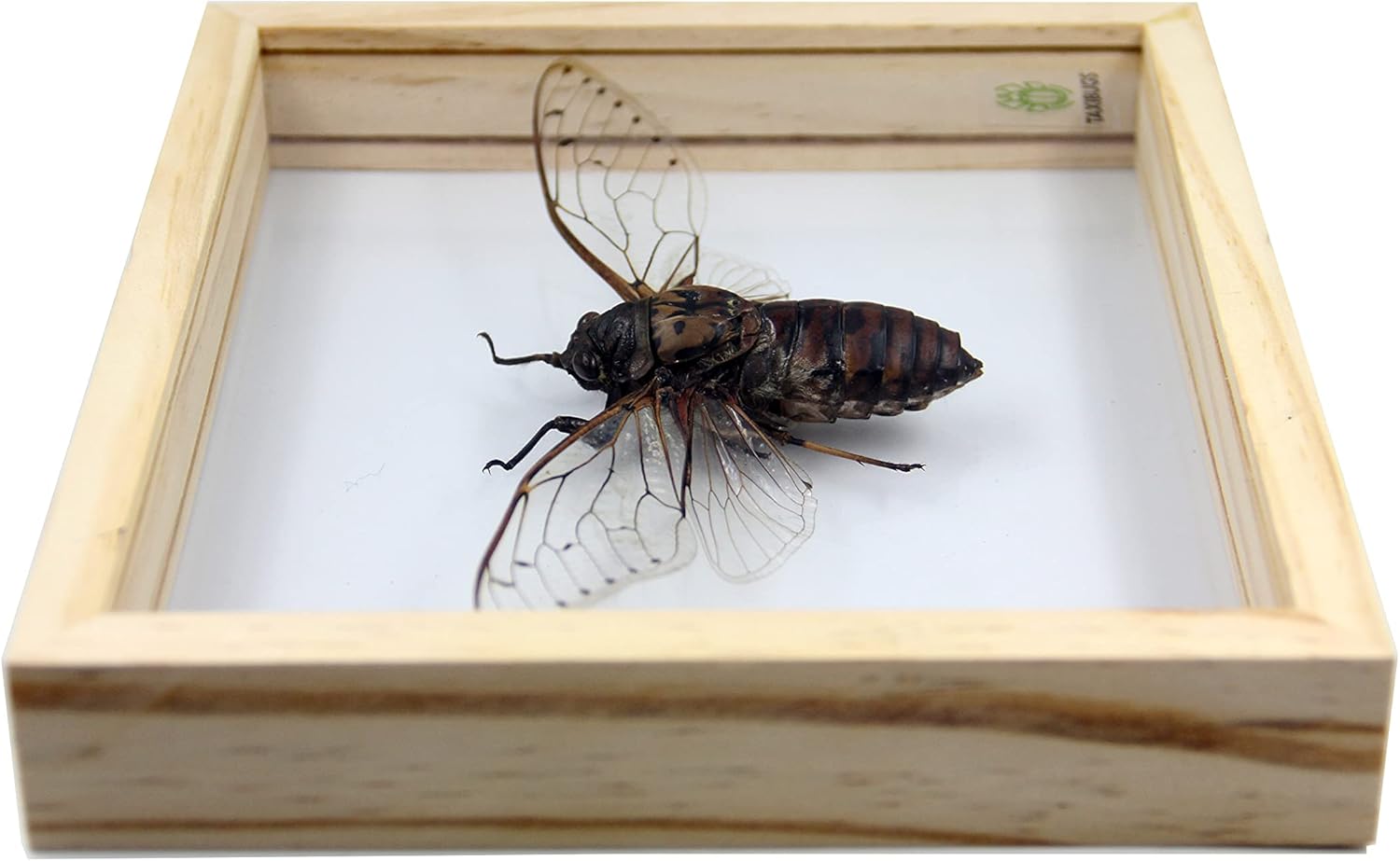 Real Exotic Cicada Transparent Wings - Taxidermy Collection Framed in a 3D Clear Transparent Wooden Box as Pictured (Wooden Frame)
