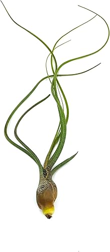 Miniatura 4 de ragnaroc Plantas de aire vivas Tillandsia Butzii Jumbo 7-9 pulgadas 1 unidad Llegada en vivo garantizada plantas de casa para decoración del hogar y