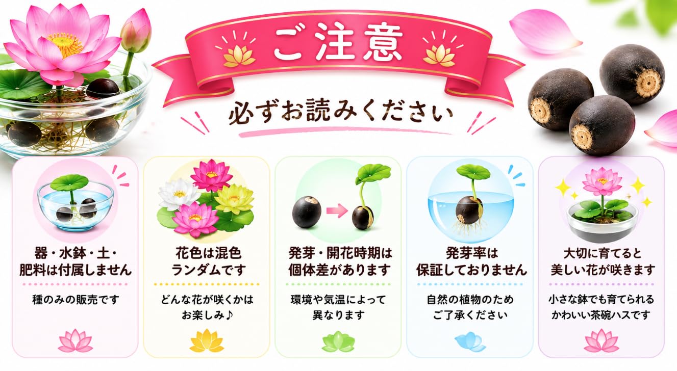 Amazon.co.jp: 茶碗蓮の種 10粒＋予備2粒 ミニハス ハスの種 ミックス