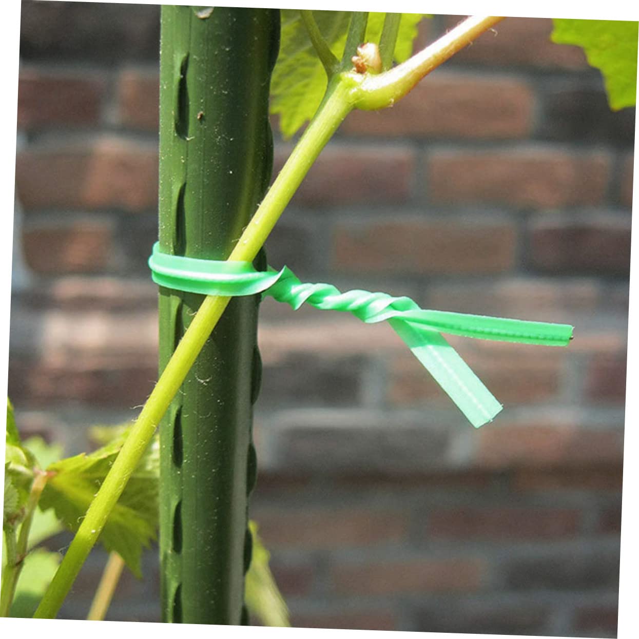 Toddmomy 2000pezzi Giardinaggio per per Rampicanti e Premium e Resistente Facili Usare
