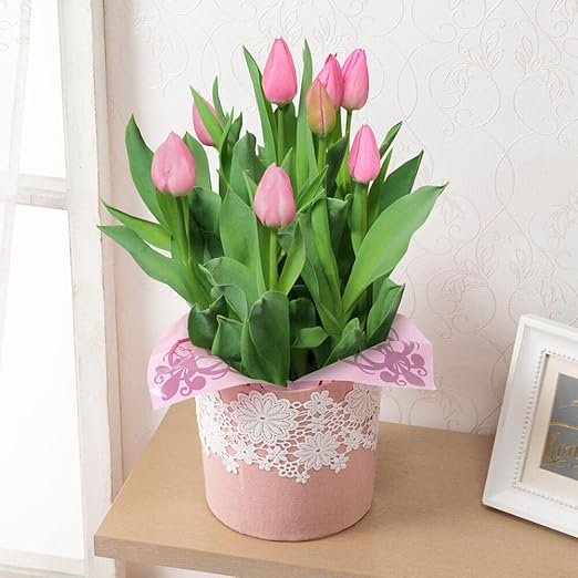 Amazon お正月ギフト チューリップの鉢植え 5号 イイハナ ドットコム フラワーギフト 花ギフト プレゼント 寅年 22 実際のお届け期間 12月26日 日 12月31日 金 観葉植物 オンライン通販 Amazon お正月ギフト チューリップの鉢植え 5号 イイハナ ドットコム フラワーギフト 花ギフト プレゼント 寅年 22 実際のお届け期間 12月26日 日 12月31日 金 観葉植物 オンライン通販