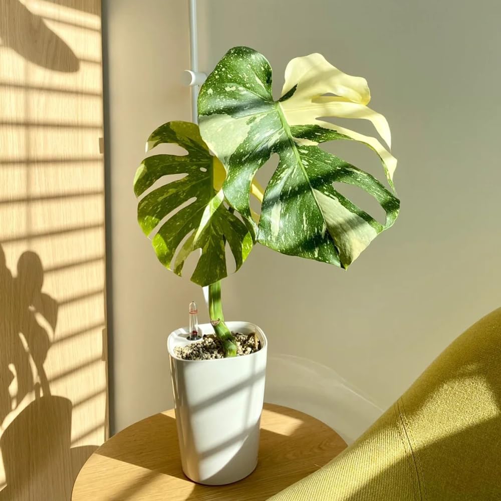 Monstera variegata samen- Monstera samen- grnpflanzenpflanztpfe  zimmerpflanzen deko wohnzimmer modernDekorative Pflanzen exotische samendeko  garten dekoration wohnzimmerpflanzen 20pcs : Amazon.de: Garten