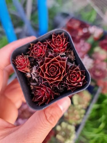Miniatura 4 de FOLIAGEMS Plantas suculentas de cactus vivo de USKC (maceta Sempervivum rojo rubin) de 2 pulgadas