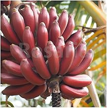 Rosarian® Red Banana Fruit Live Plant – Healthy Dwarf Cavendish Musa Acuminata – Tropical Edible Fruit Plant for Home & Garden – Easy to Grow Indoor/Outdoor