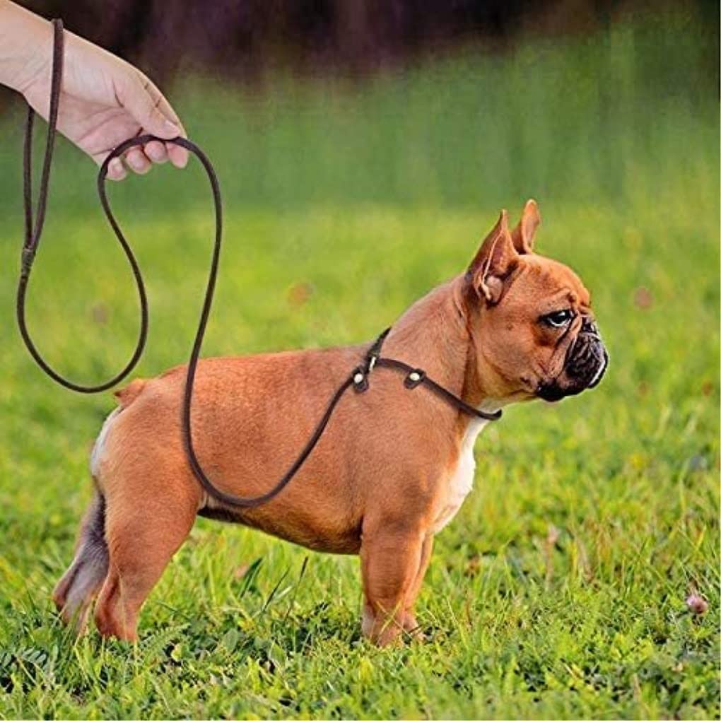 Correa Perro Correr Correa de Cadena para Perro, Collar Deslizante para Mascotas, Correas para Caminar, Cuerda Cuero Genuino para Perros, tracción para Cachorros Antideslizantes Reforzada