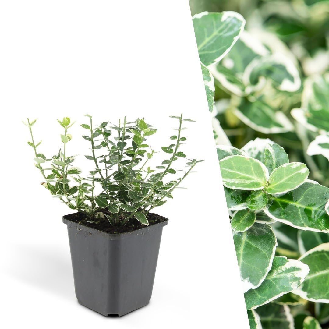 Plants by Frank Euonymus Emerald 'n Gaity, 48 Stück, Ø 9 cm