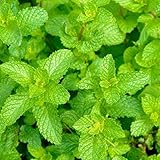 スペアミントの挿し木10本 自然栽培 ハーブ