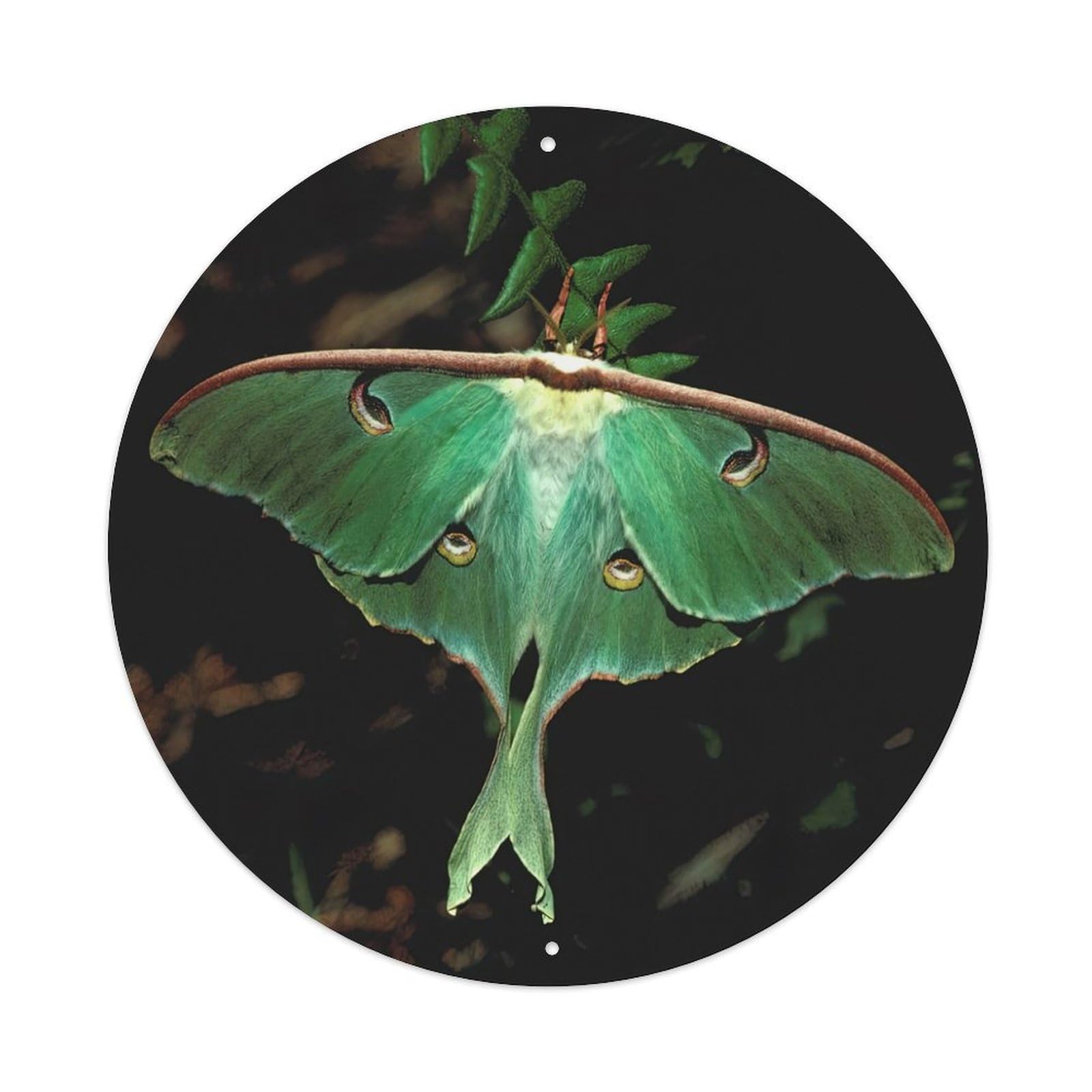 Nature Cottagecore Wildlife Luna Moth Animal Pet Playful Metal Tin Sign Plaque Wall Decor for Cafe, Man Cave, Club Bar, Office, Home Garden Round Metal Poster 8x8Inch