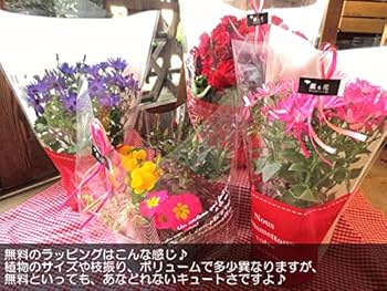 Amazon｜アジサイ マリンブルー 5号鉢サイズ 鉢植え 青色 水色