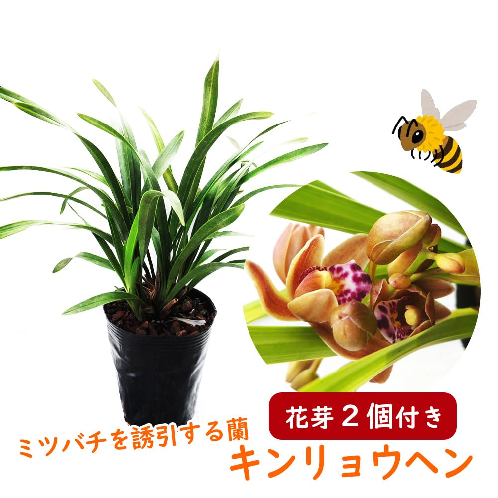 Amazon.co.jp: 【 花芽2個付き 】キンリョウヘン 苗 花（ 金稜辺 