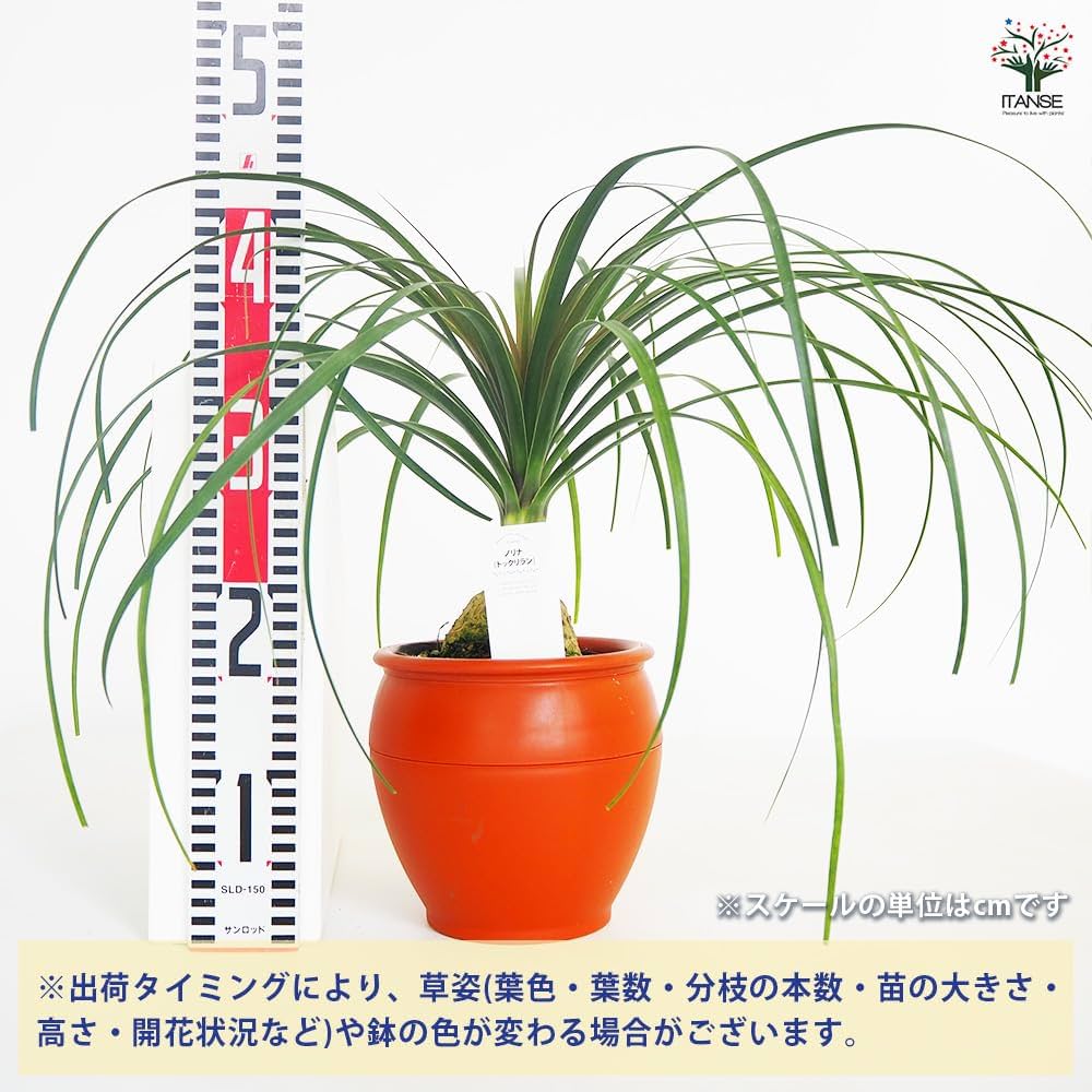 Amazon|ITANSE トックリラン(ノリナ、ポニーテール) 6号 1個 Amazon|ITANSE トックリラン(ノリナ、ポニーテール) 6号 1個