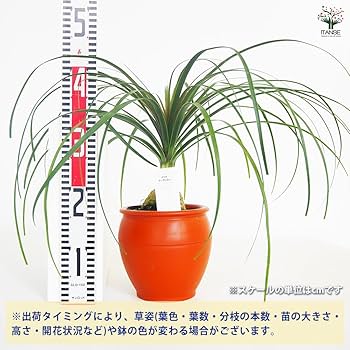 コア様リクエスト トックリラン 50株 ボーカルネア：ノリナ（トックリラン） 9号23-01 の通販 | 園芸