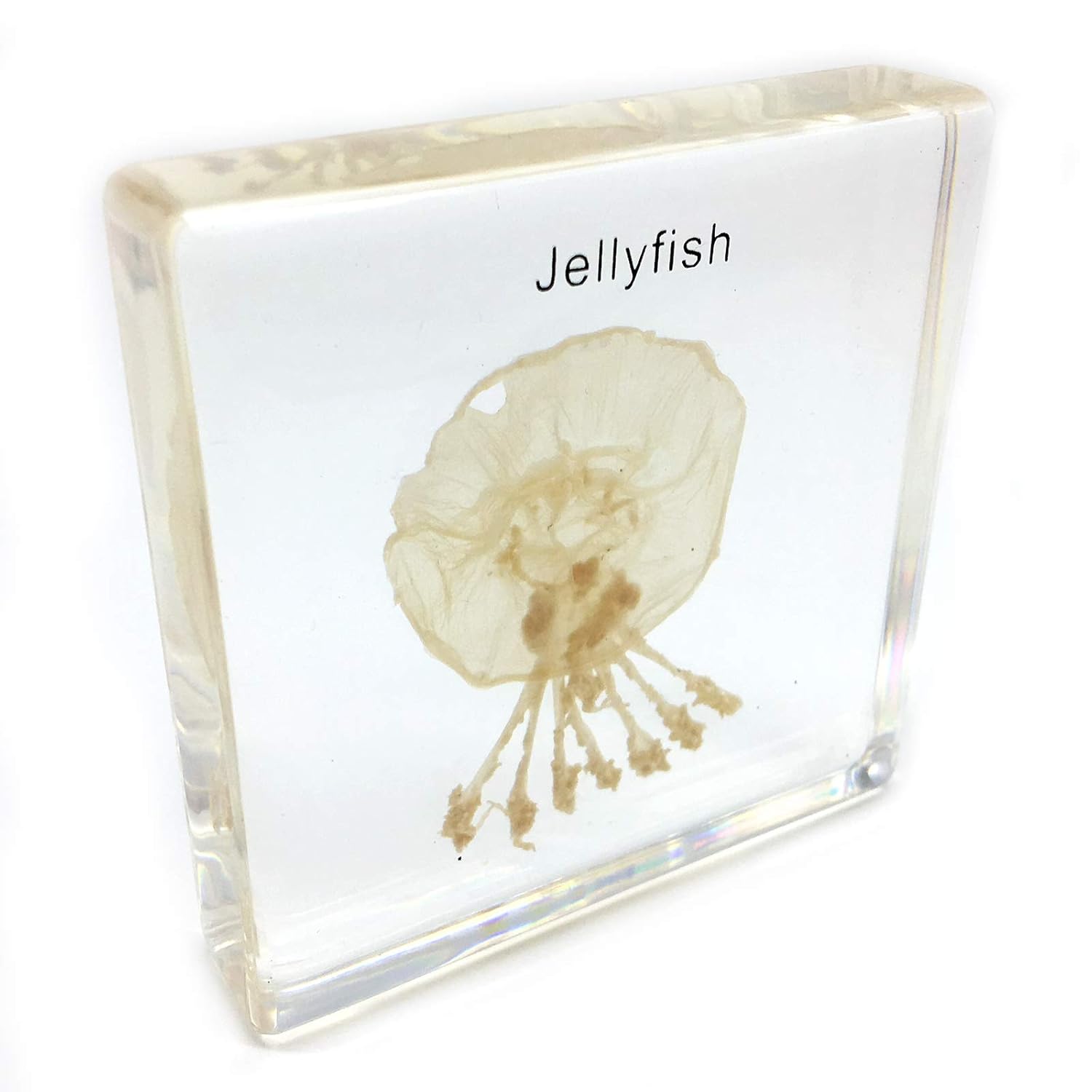 Jellyfish Specimen in Acrylic Block Paperweights Science Classroom Specimens for Science Education(2.8x2.8x0.6 Inch)
