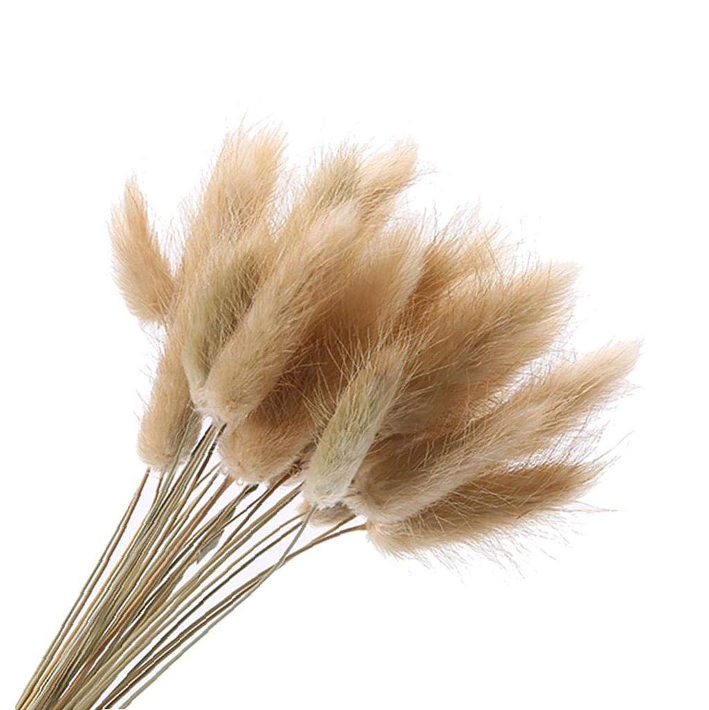 1 bouquet/60 pcs Décoration de mariage herbe séchée Queue de lapin Plantes naturelles Fleurs séchées pour photographie Arrangement floral (Rose