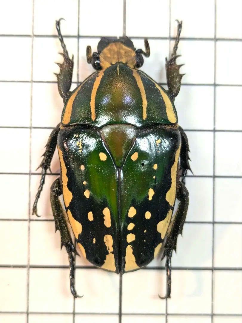 ポリフェムスオオツノカナブン 62.5㎜／50.4㎜ オスメスセット 標本 <1215z昆虫標本>