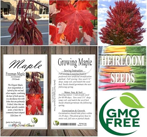 Acer Freemanii (Partial De-Winged) Freeman Maple Tree Seed, Brilliant, Red-Orange Color In The Fall, You Choose The Quantity (1 Pack) #TOP7