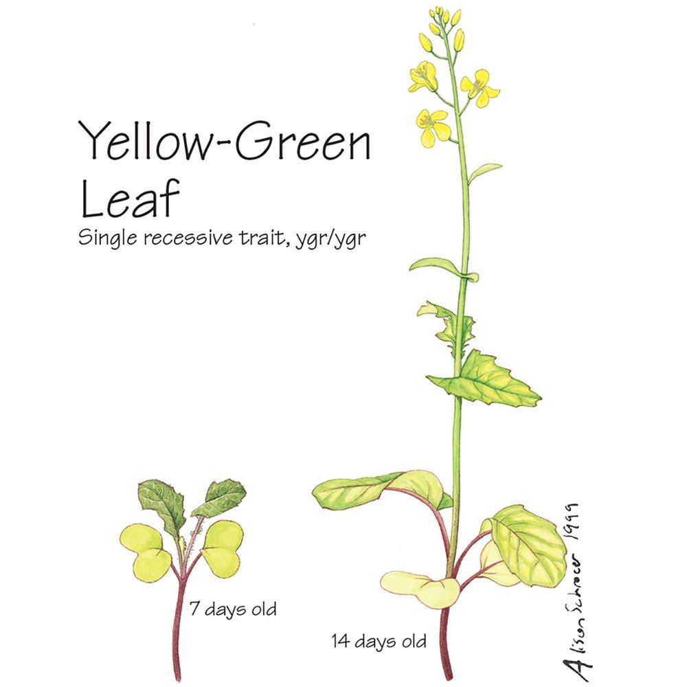 Brassica Rapa Seed