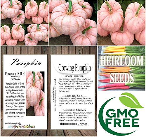 Big Pack - (30) Porcelain Doll F1 Pink Pumpkin Seeds - Rare Exotic For Fund Raising - Non-Gmo Seeds By Myseeds.co (Big Pack - Porcelain Pink Pumpkin) #TOP6