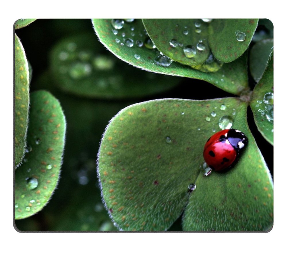 Ladybug Sitting Clover green three leaf insect water dew Mouse Pads Customized Made to Order Support Ready 9 7/8 Inch (250mm) X 7 7/8 Inch (200mm) X 1/16 Inch (2mm) Eco Friendly Cloth with Neoprene