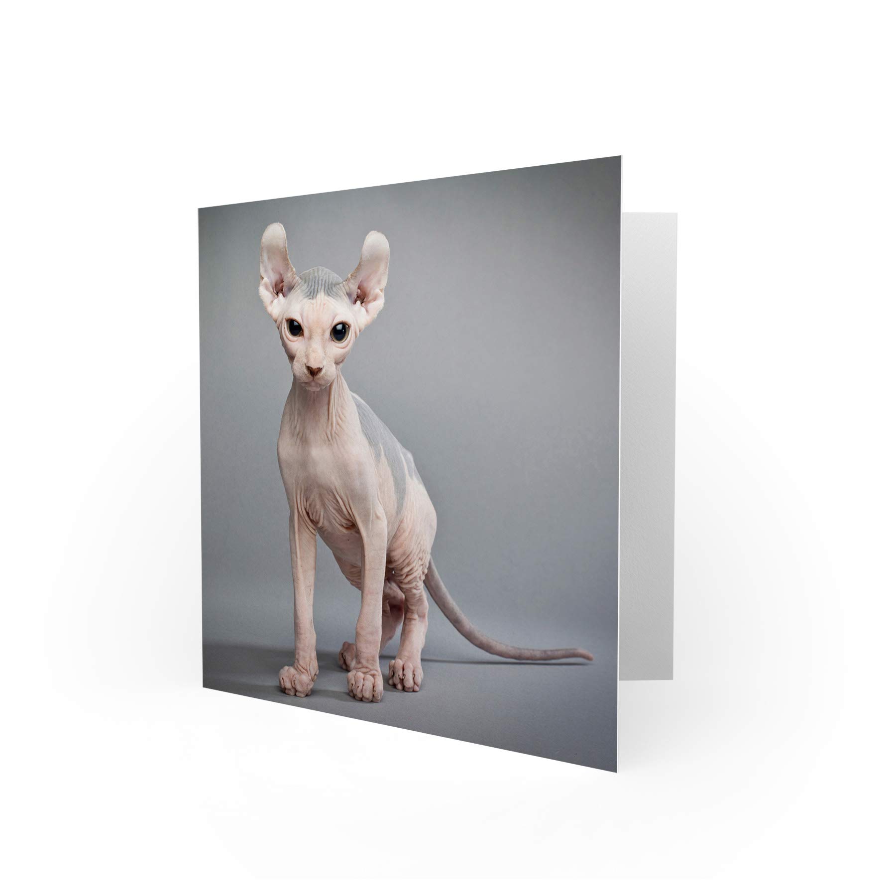 Wee Blue Coo Geburtstagskarte – Siamesische Katze Mit Schmetterlingen, 17,5x12,5 Cm